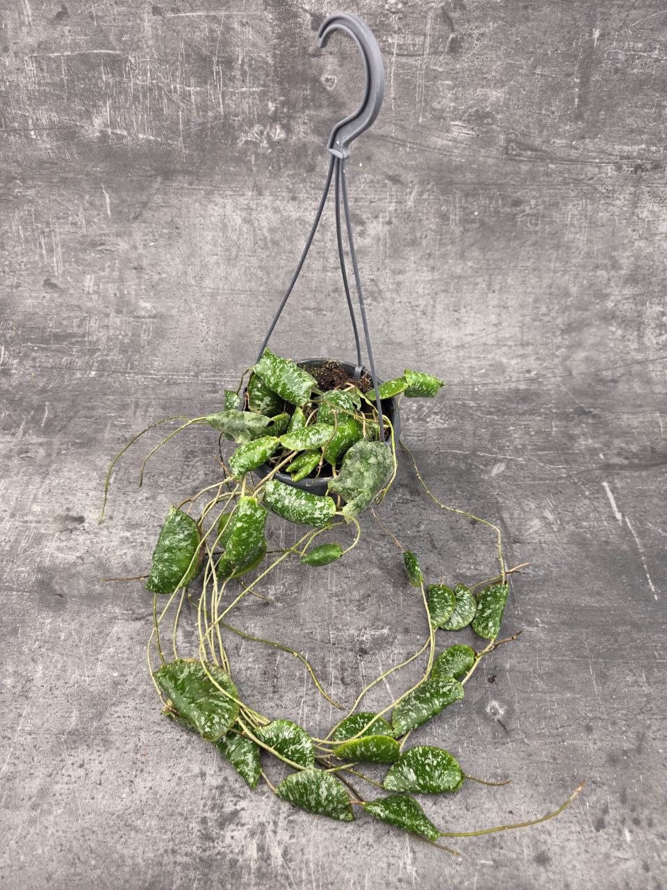 Hoya Imbricata