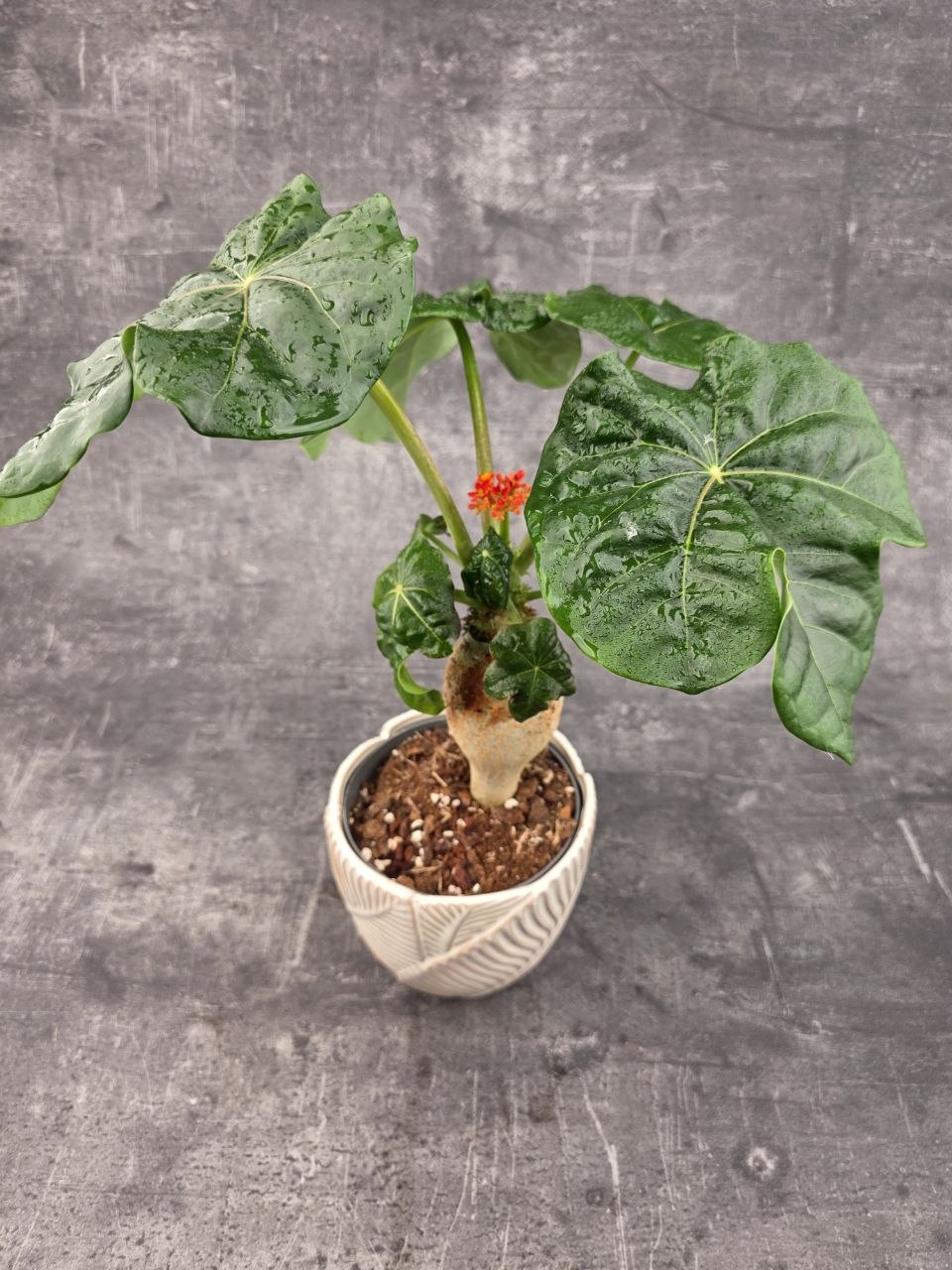 Jatropha Podagrica Orange 13 cm