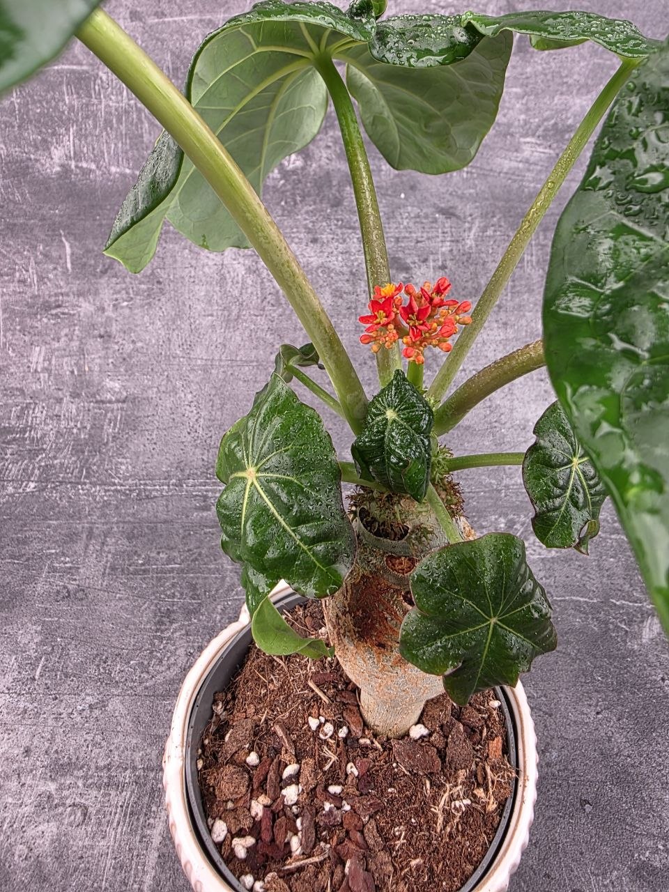 Jatropha Podagrica Orange 13 cm