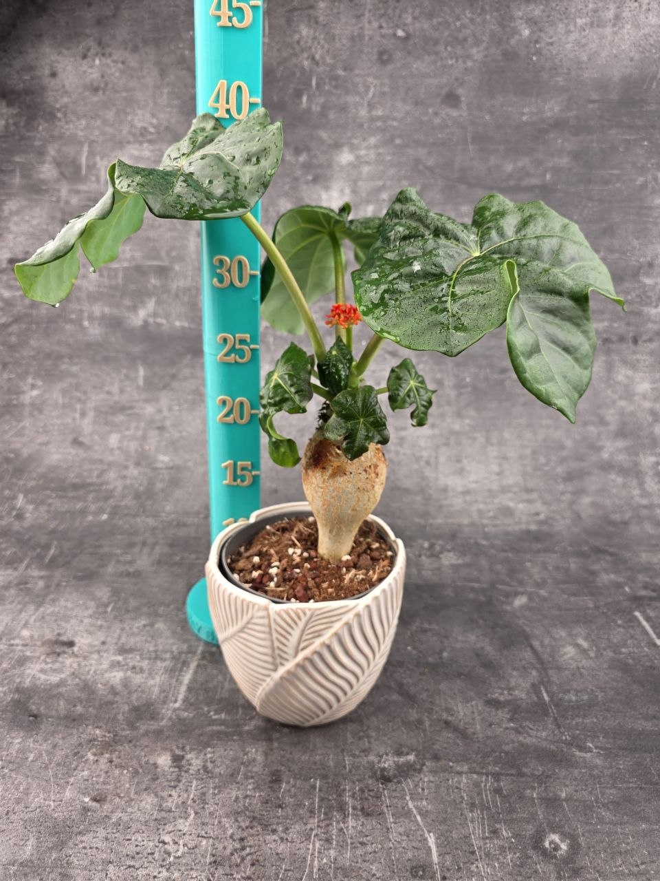 Jatropha Podagrica Orange 13 cm