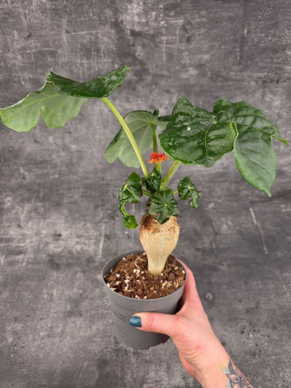 Jatropha Podagrica Orange 13 cm