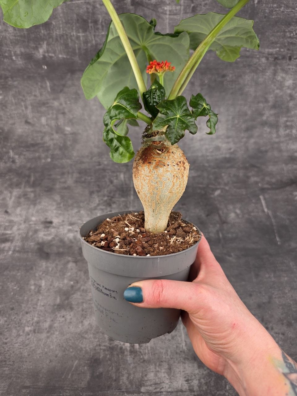 Jatropha Podagrica Orange 13 cm