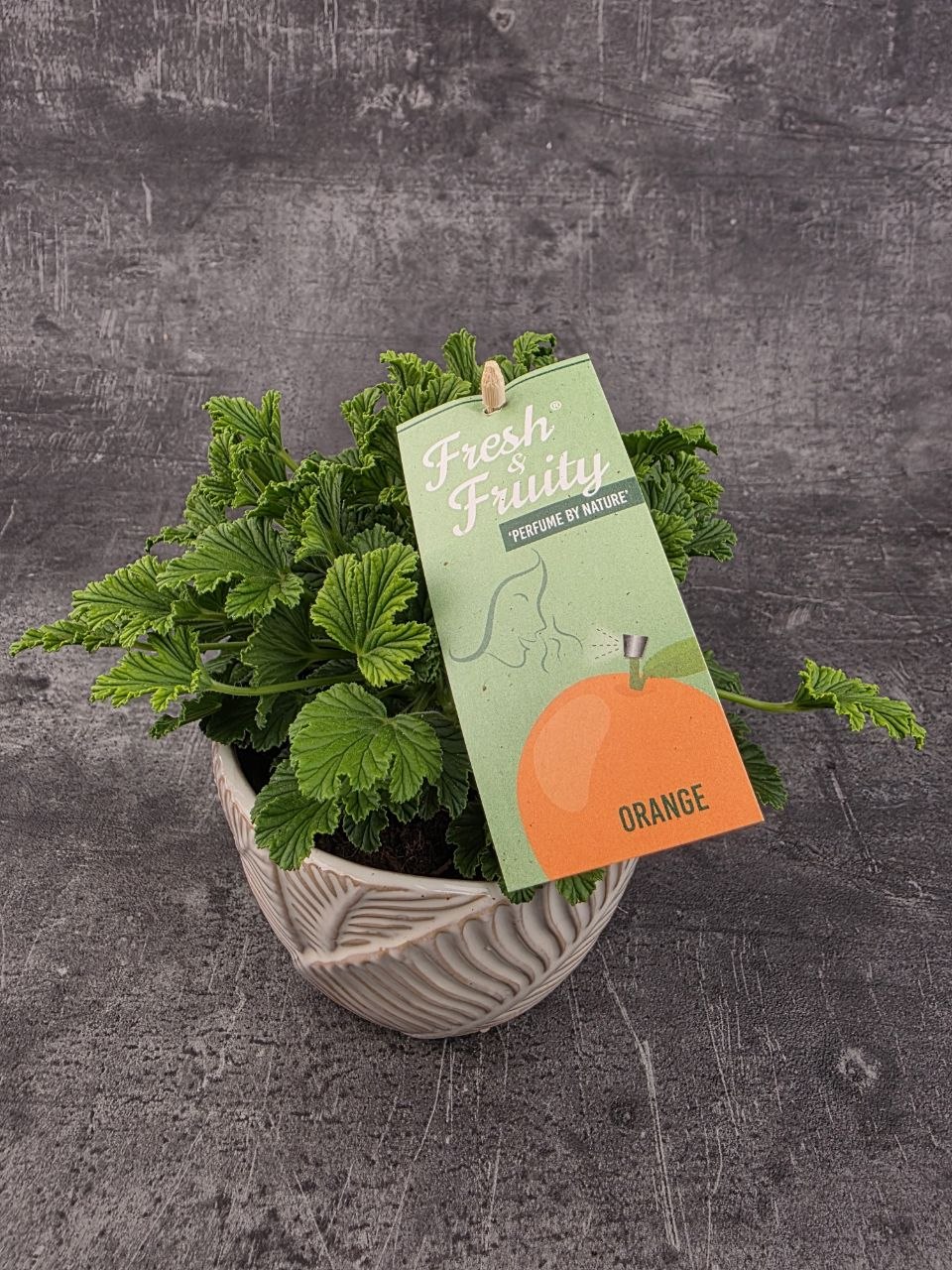 Pelargonium graveolens pomeranč