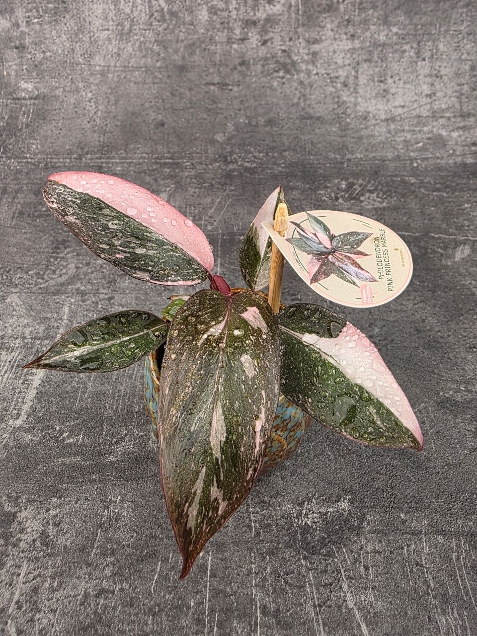 Philodendron Pink Princess marble mini