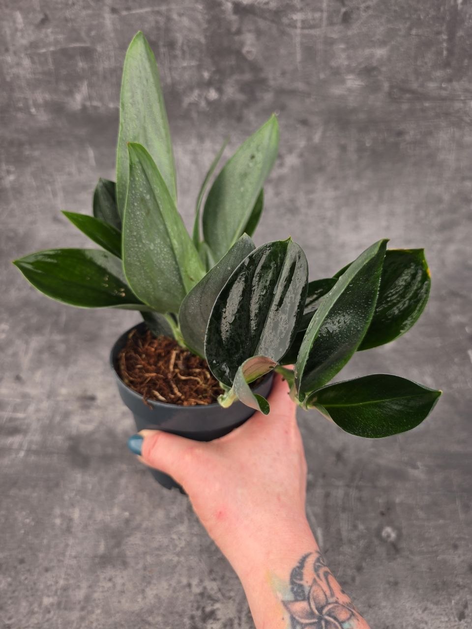 Scindapsus Treubii Dark Form 12 cm