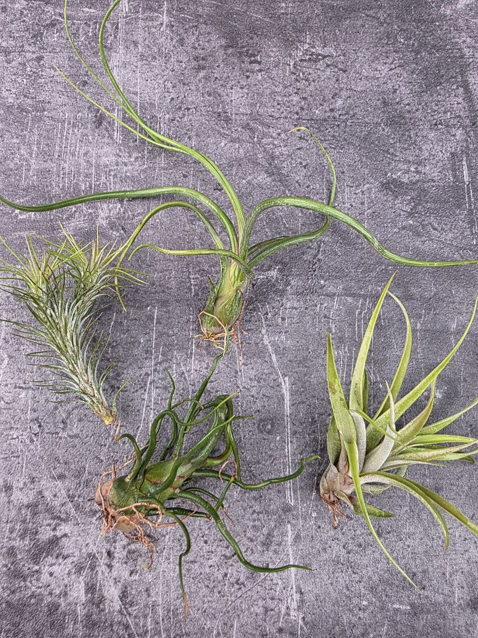 Tillandsia mix