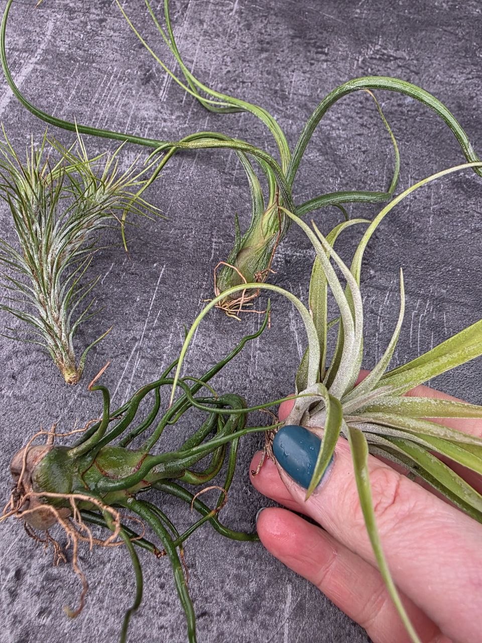 Tillandsia jemná, hustá