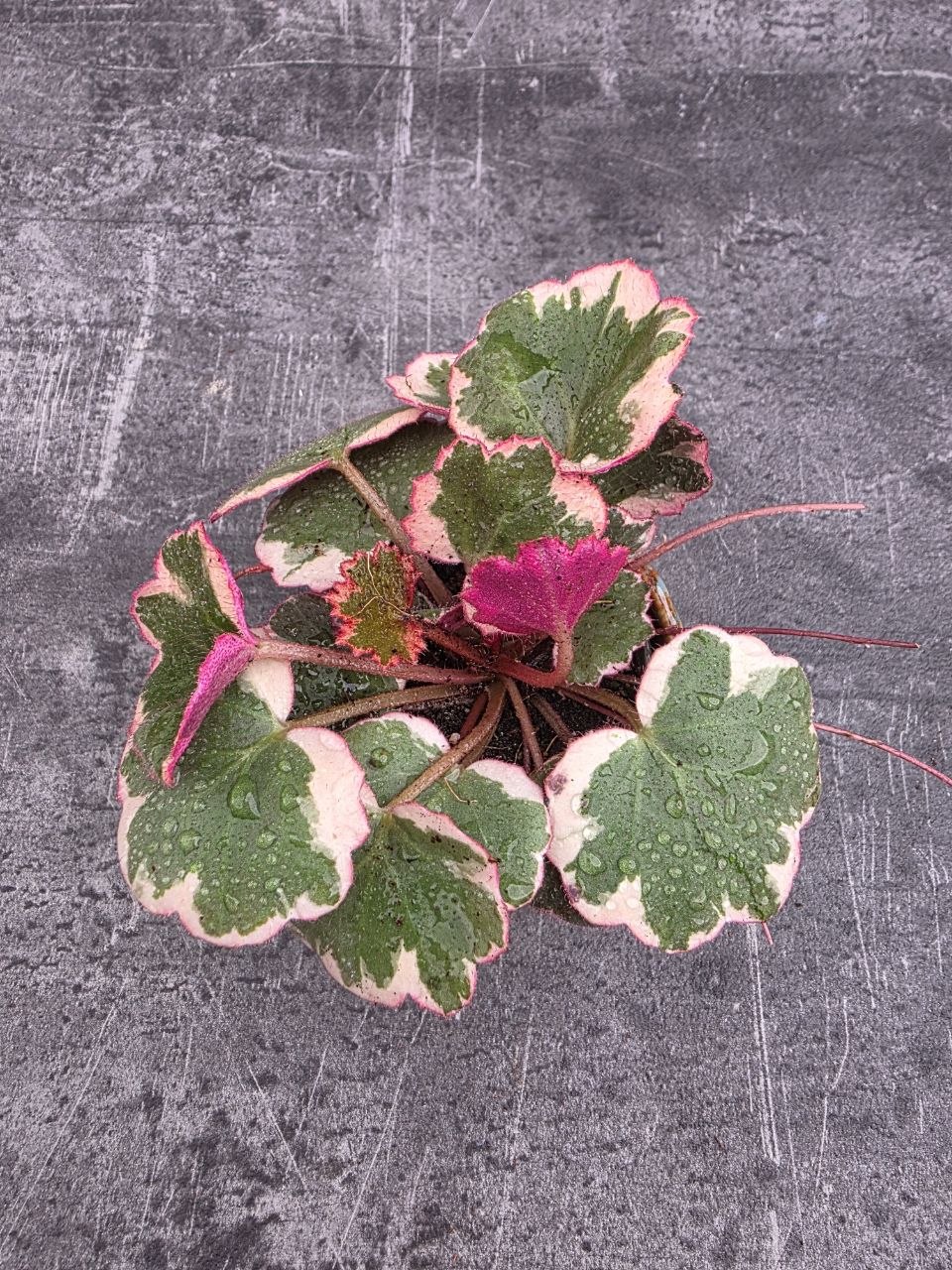 Saxifraga stolonifera  mini