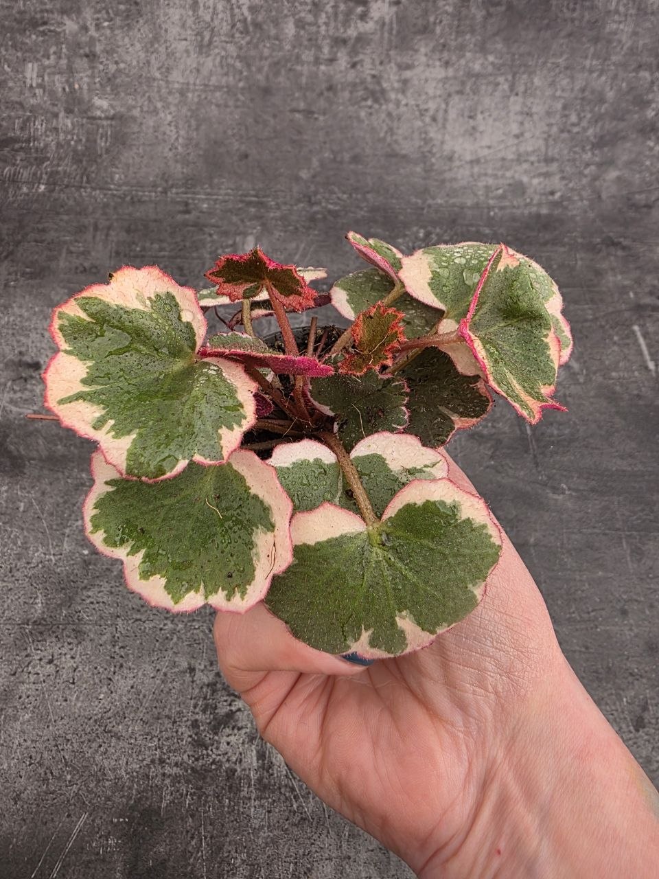 Saxifraga stolonifera  mini