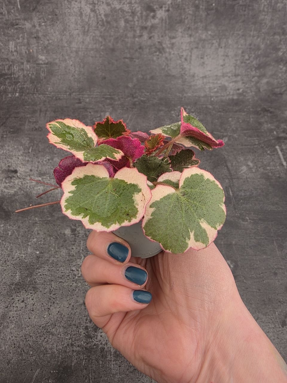 Saxifraga stolonifera  mini