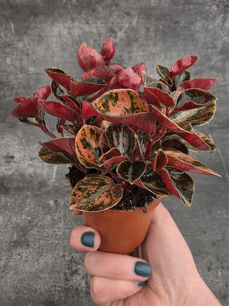 Peperomia Creme Brulee 