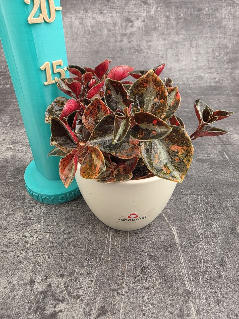 Peperomia Creme Brulee 