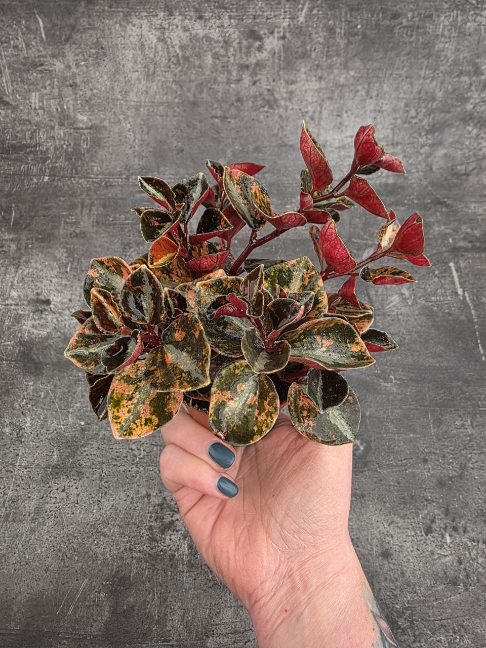 Peperomia Creme Brulee 