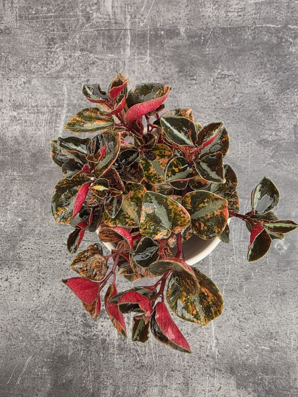 Peperomia Creme Brulee 