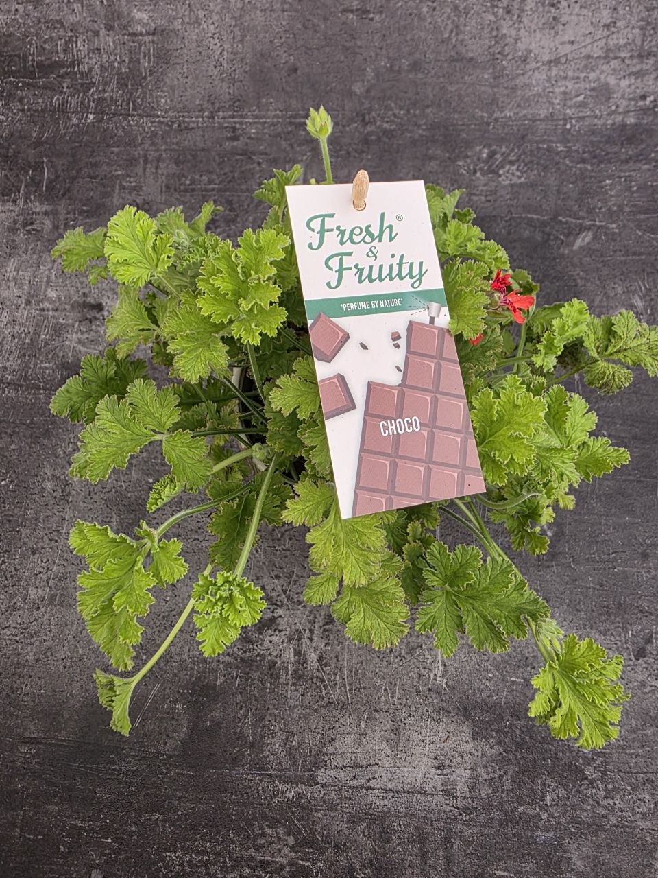 Pelargonium graveolens čokoláda