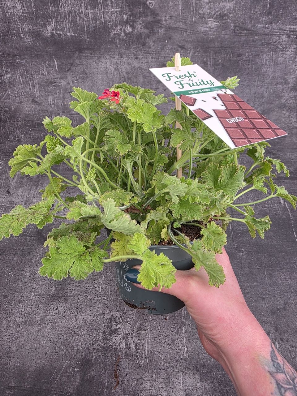 Pelargonium graveolens čokoláda