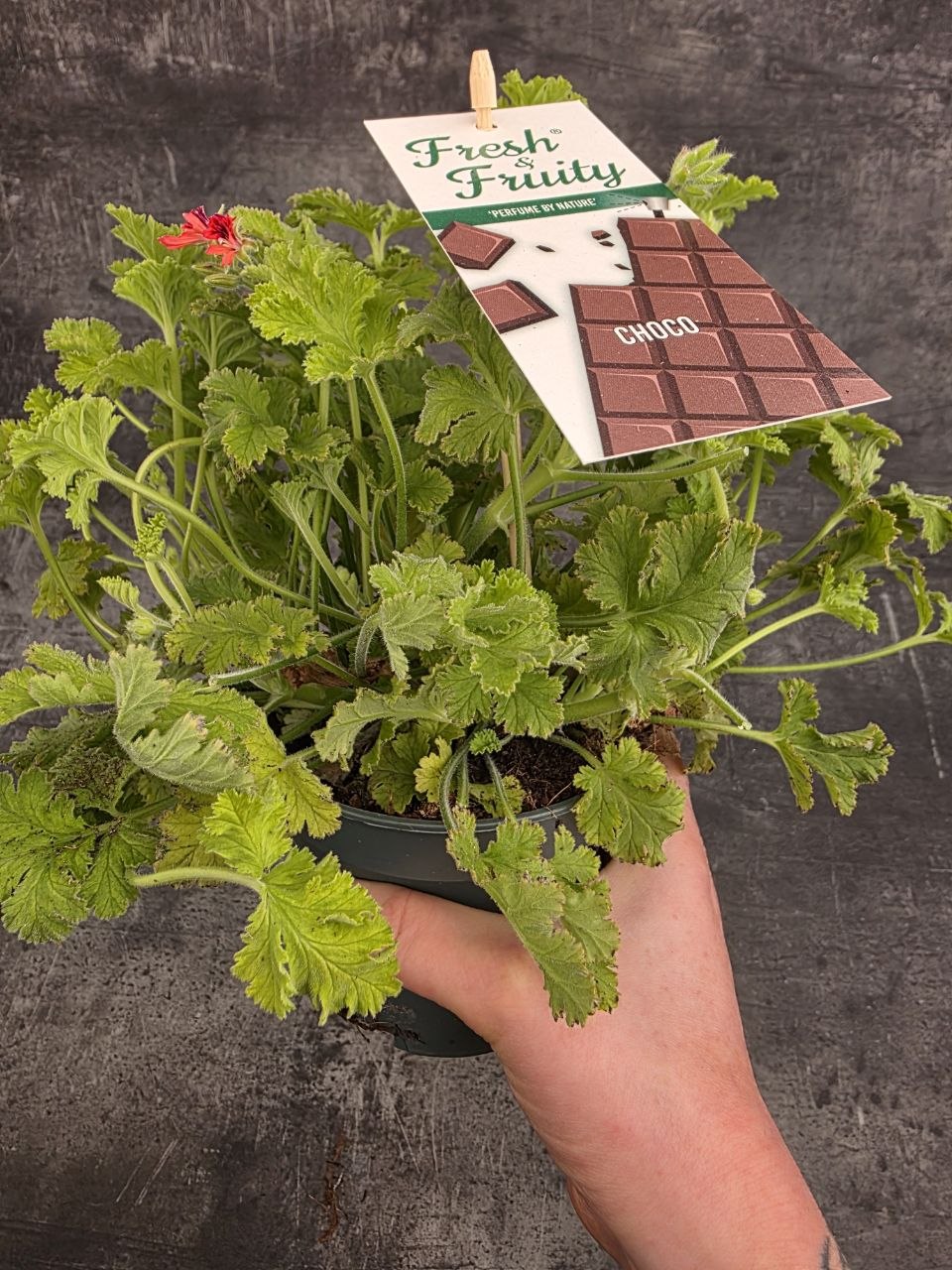 Pelargonium graveolens čokoláda