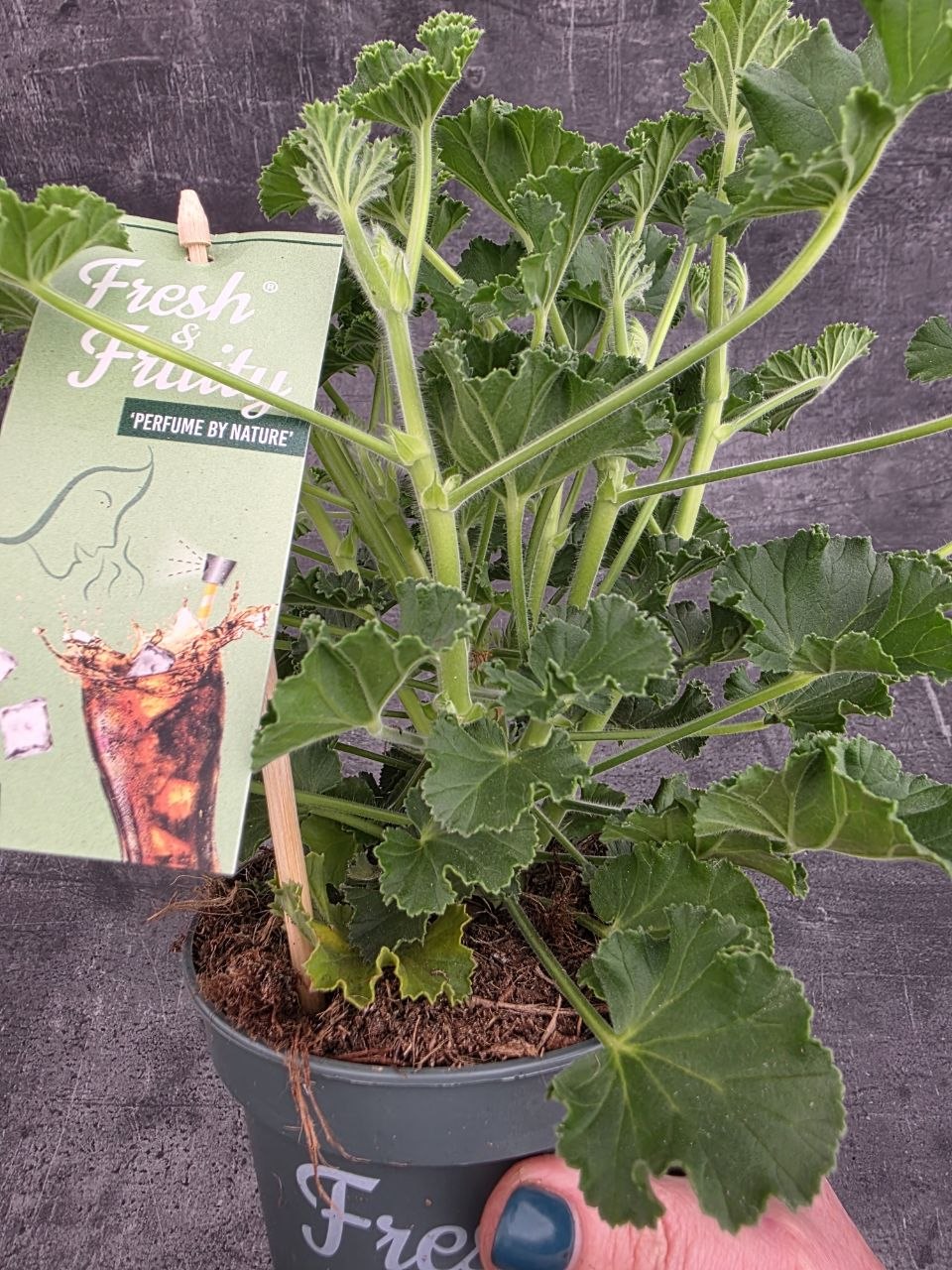 Pelargonium graveolens Coca-cola