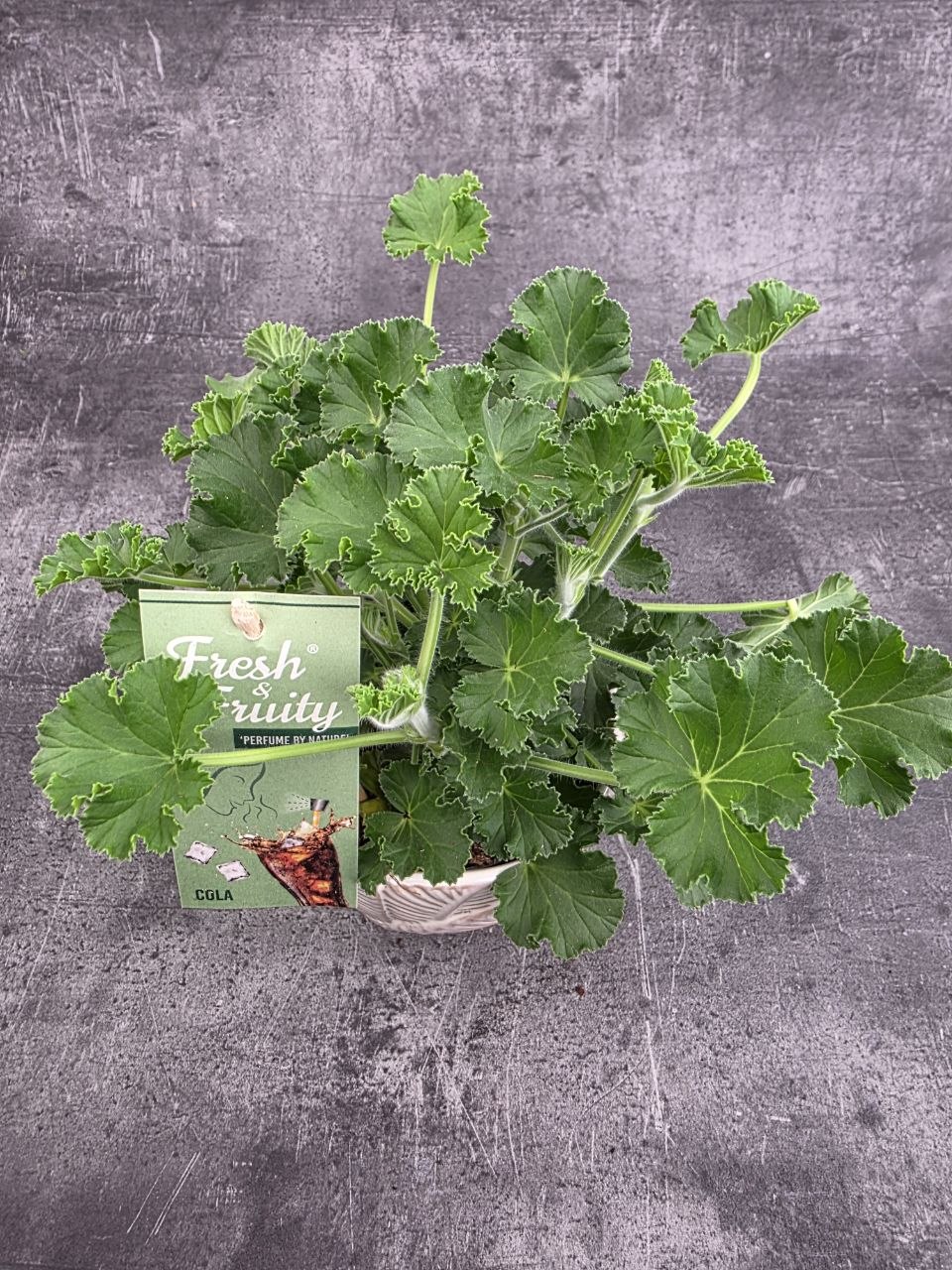 Pelargonium graveolens Coca-cola
