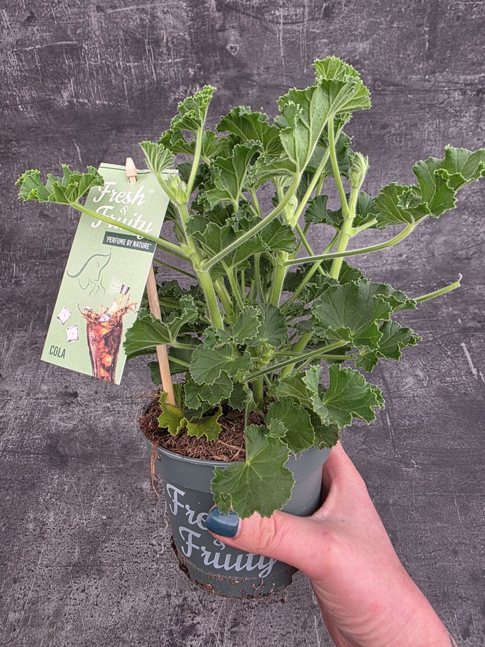 Pelargonium graveolens Coca-cola