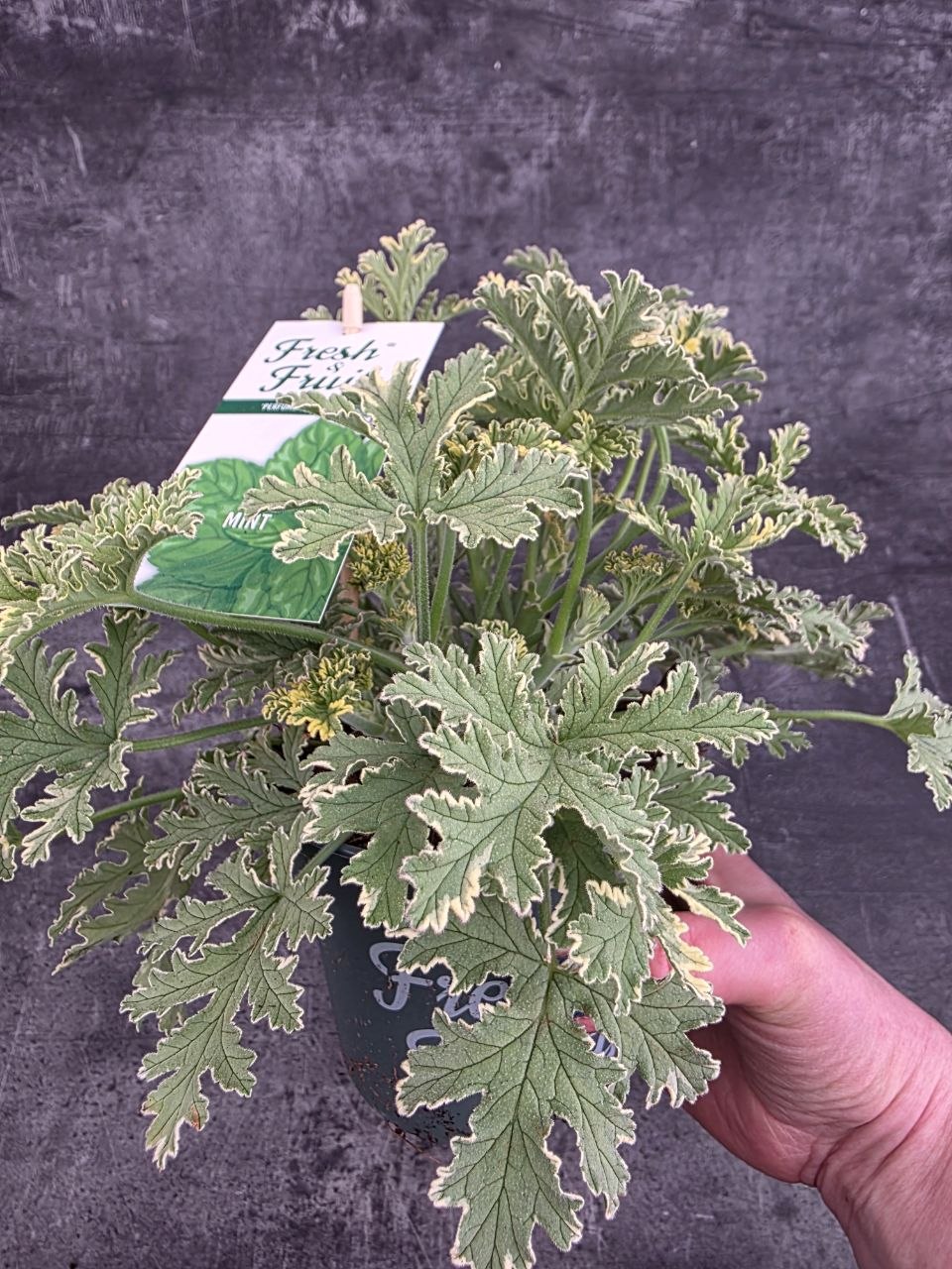 Pelargonium graveolens máta