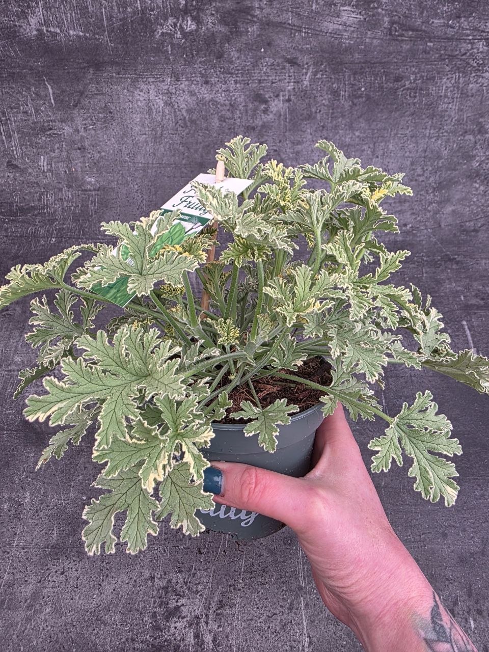 Pelargonium graveolens máta