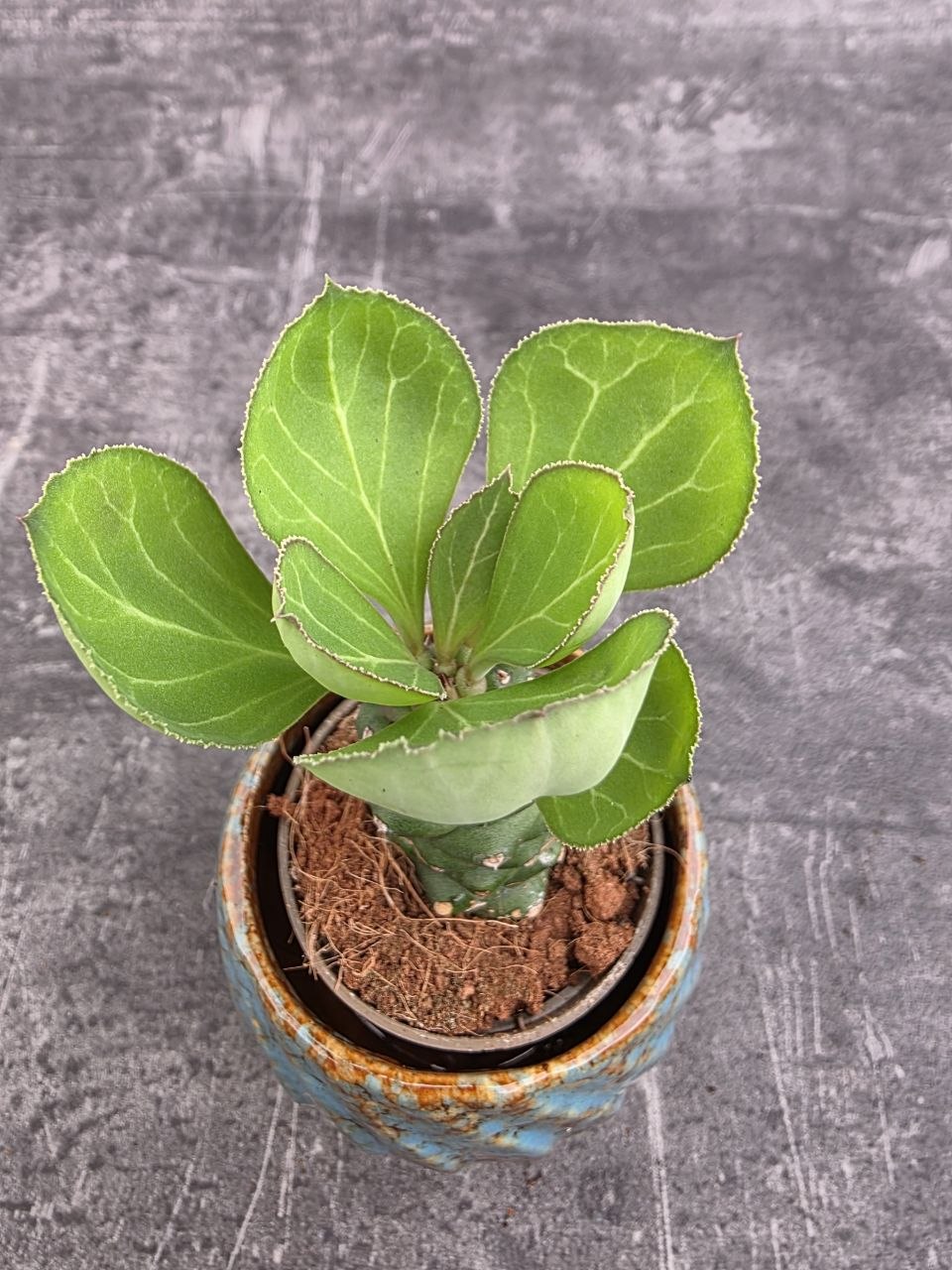 Euphorbia Ritchiei mini
