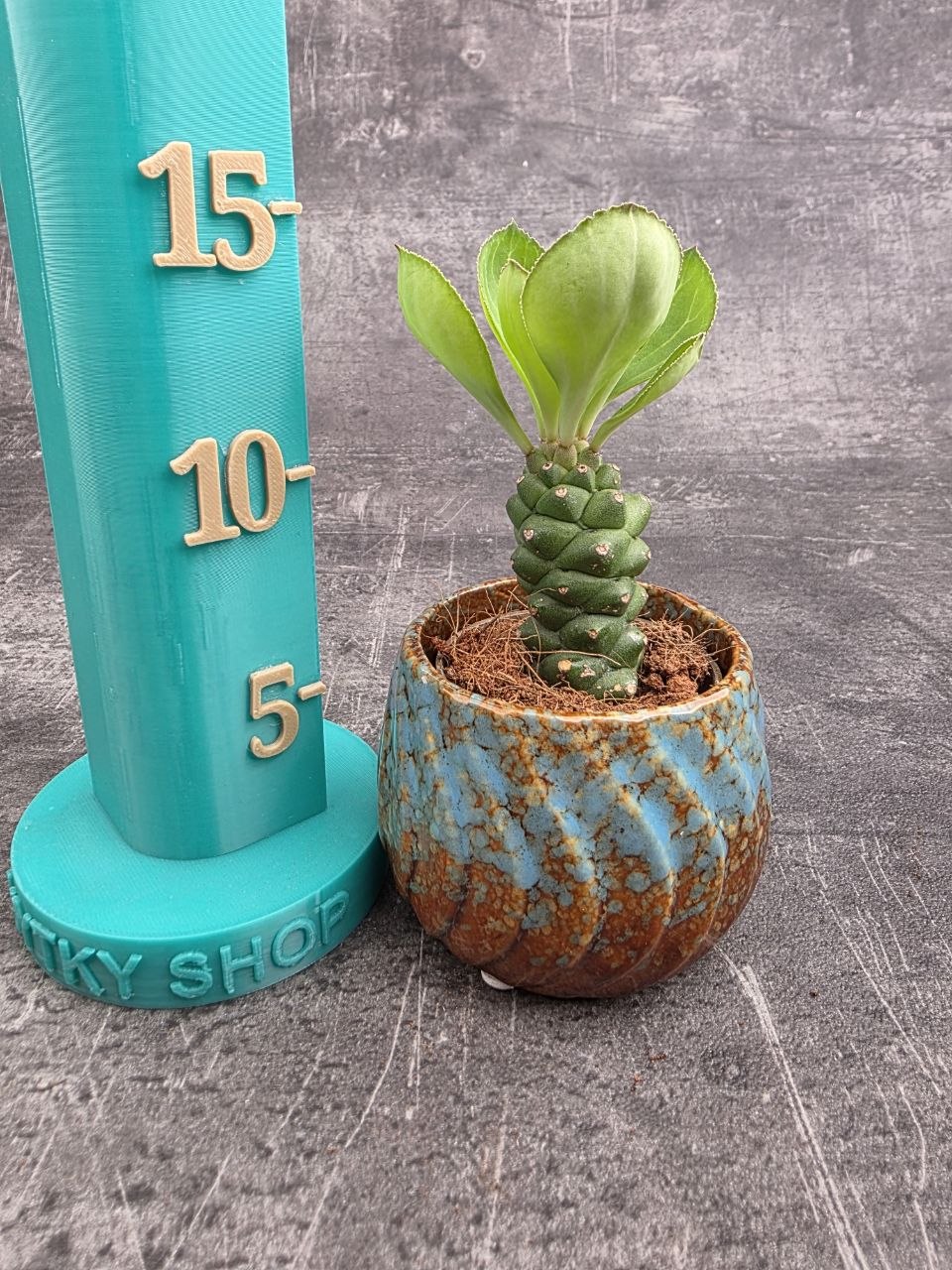 Euphorbia Ritchiei mini