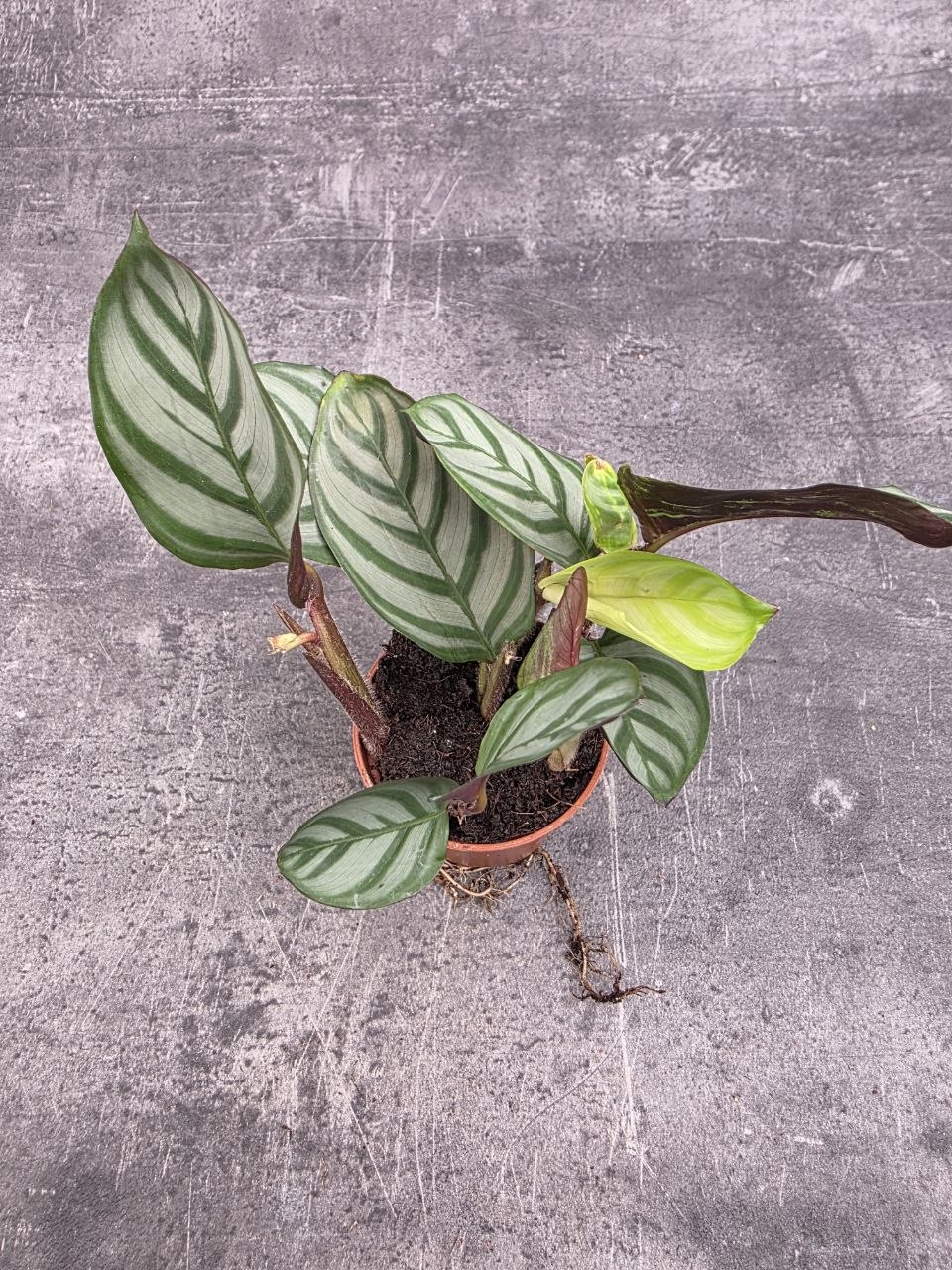 Calathea setosa ‘Grey Star’ mini