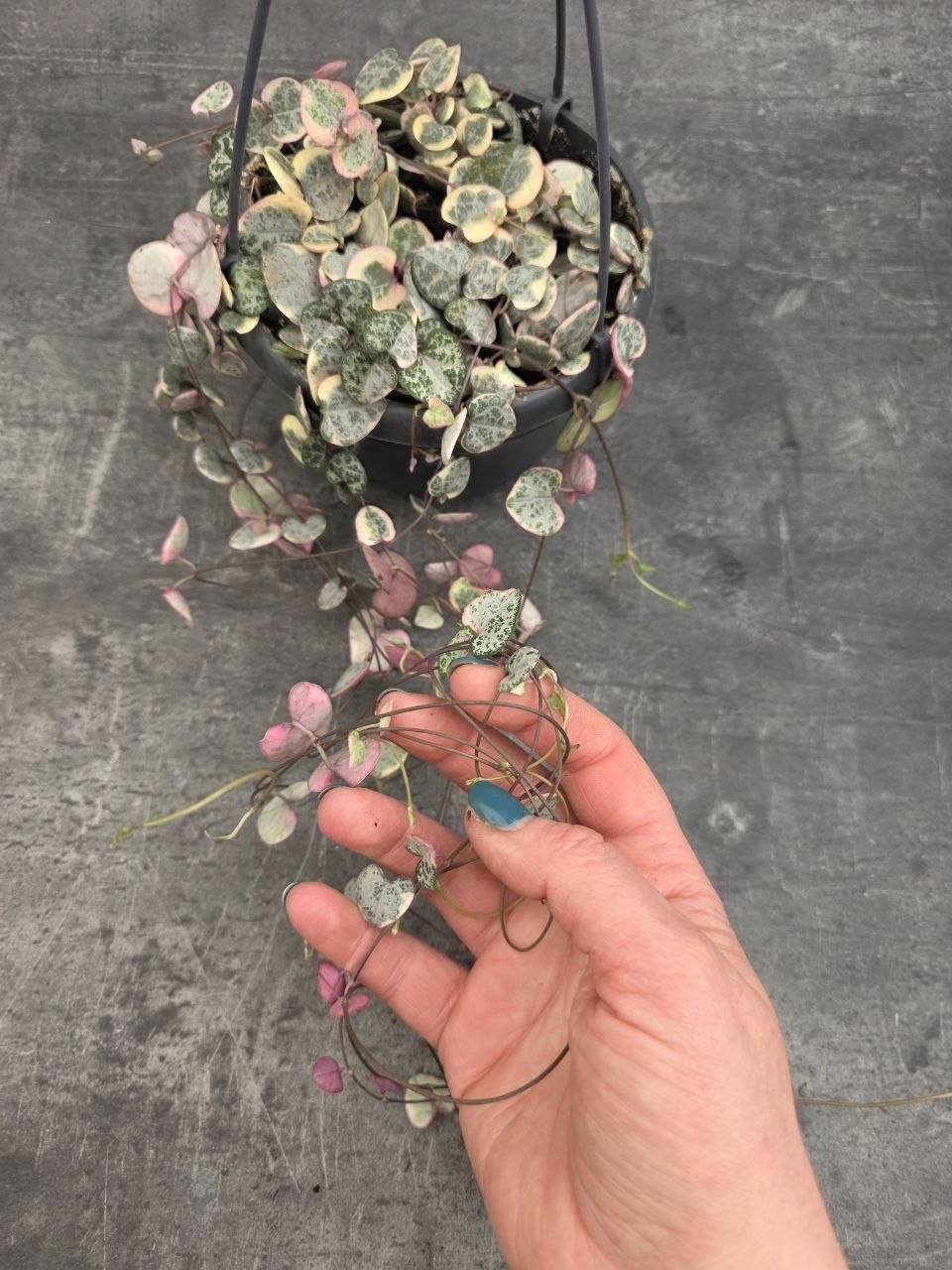 Ceropegia Variegata závěs