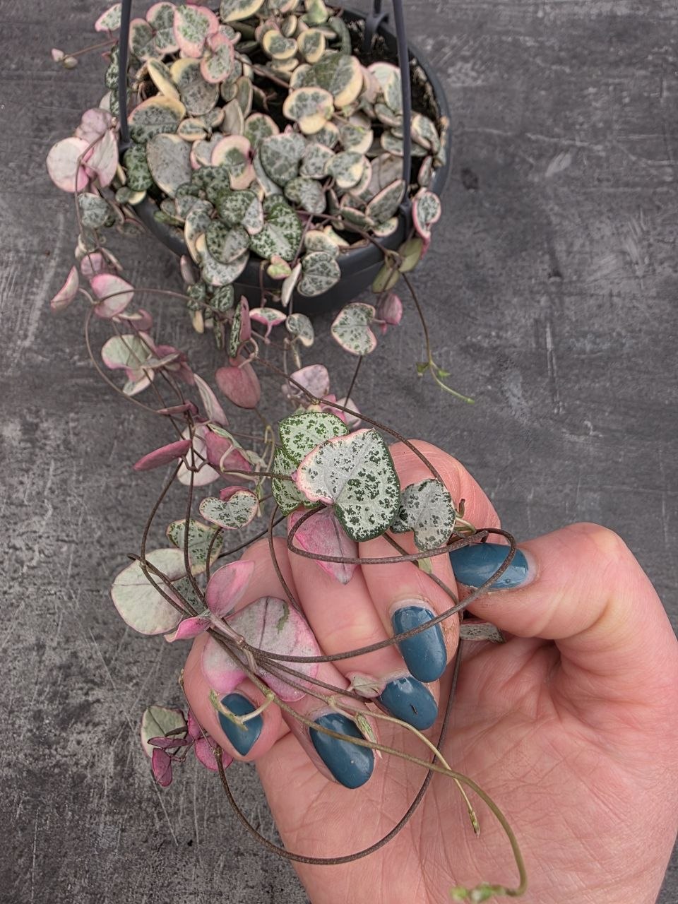 Ceropegia Variegata závěs