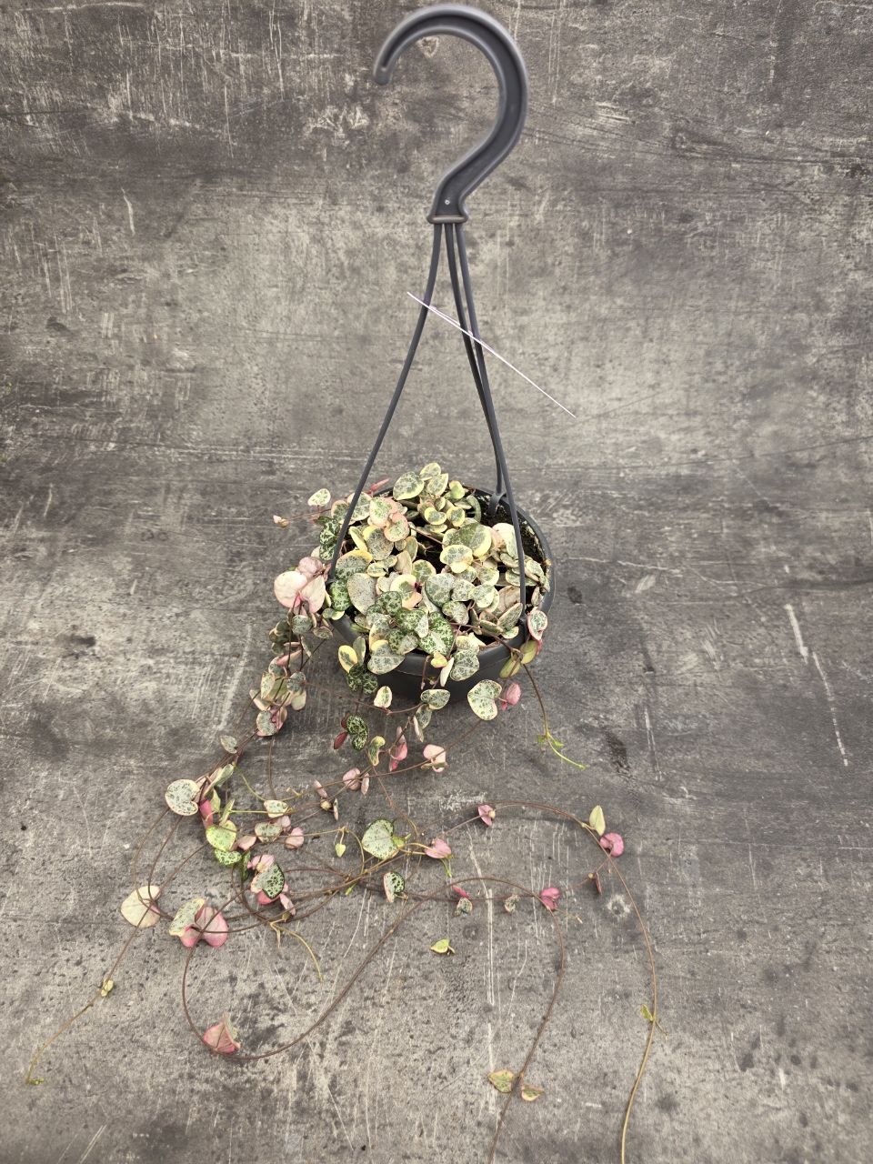Ceropegia Variegata závěs