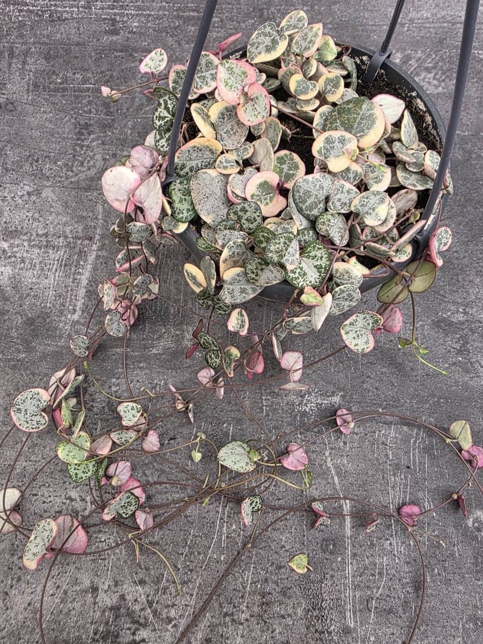 Ceropegia Variegata závěs