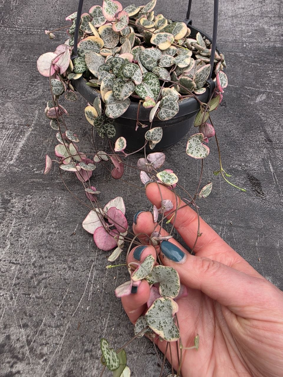 Ceropegia Variegata závěs
