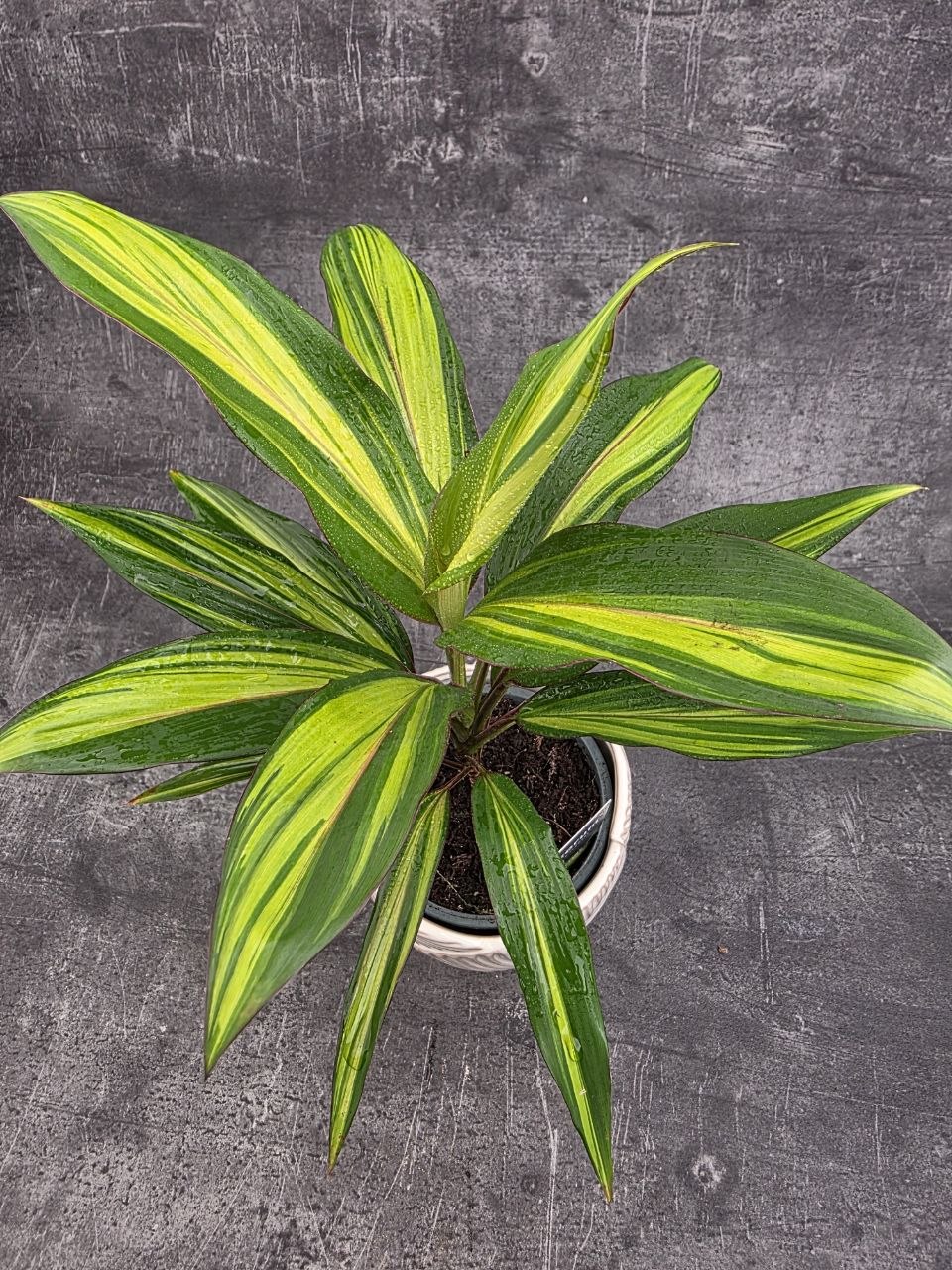 Cordyline Fruticosa Kiwi