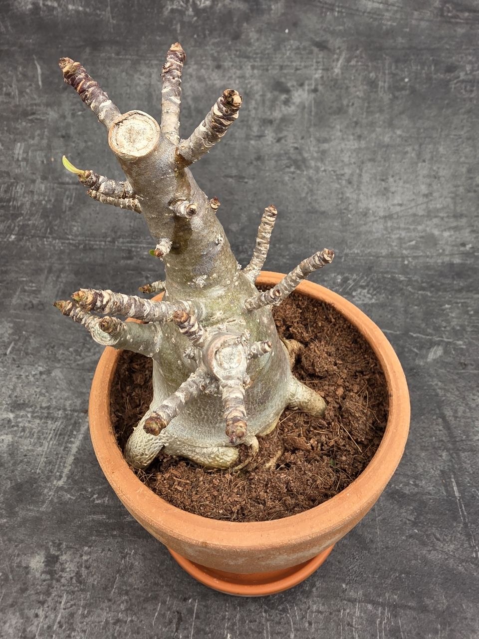 Adenium Ansu v terakotě XXL