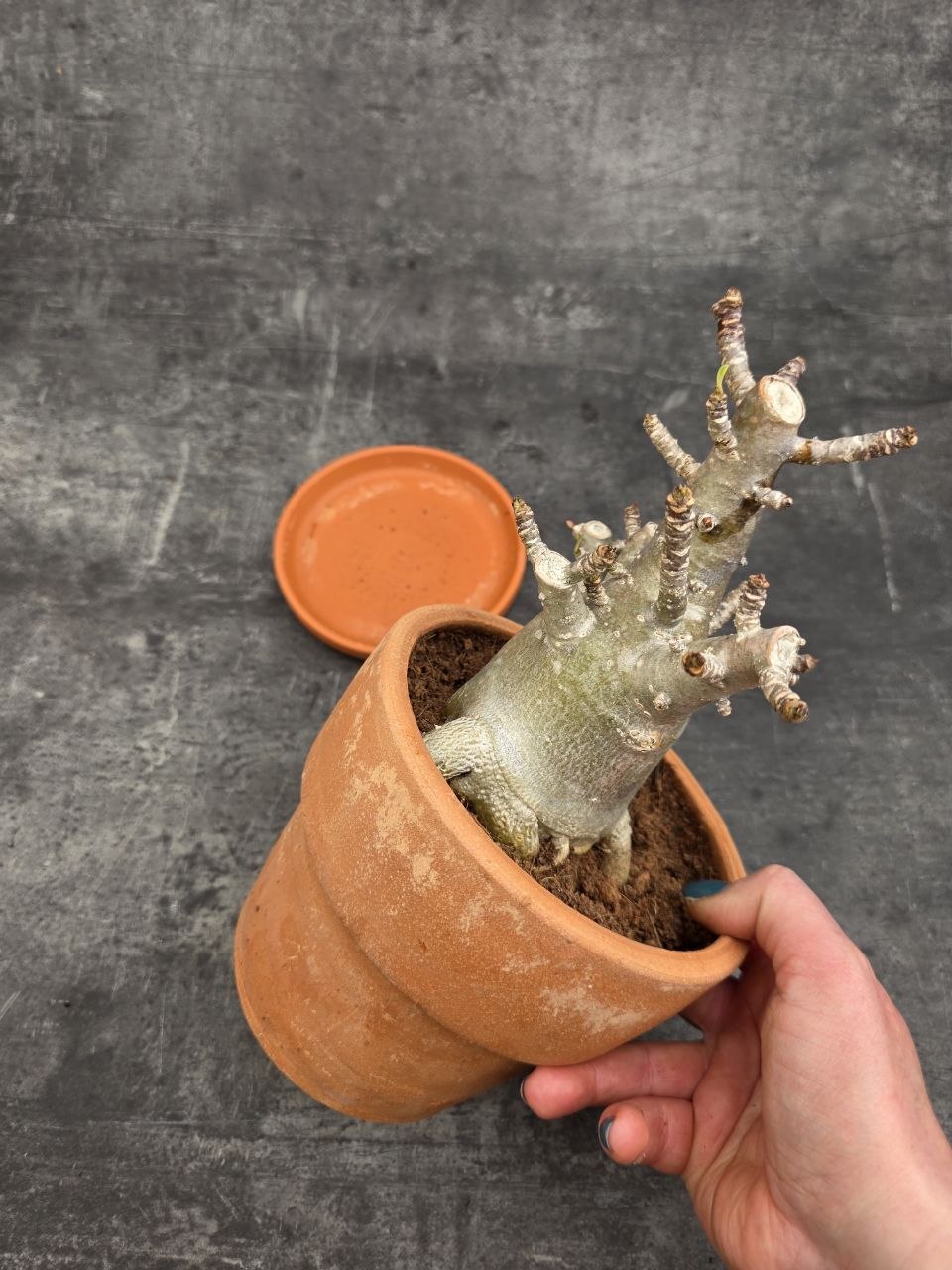 Adenium Ansu v terakotě XXL