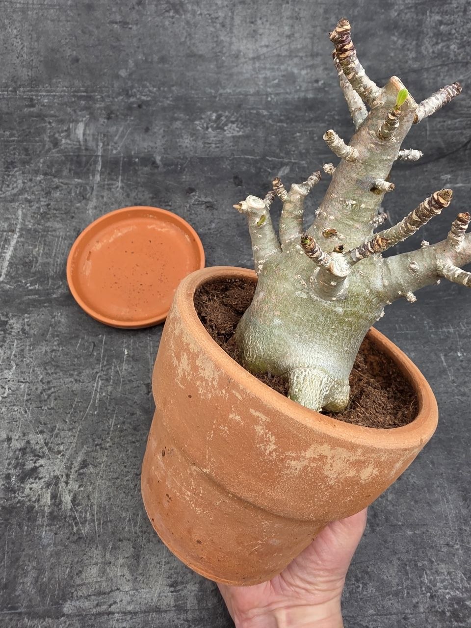 Adenium Ansu v terakotě XXL