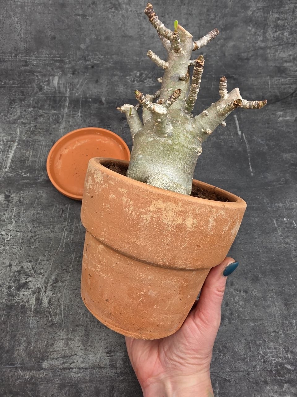 Adenium Ansu v terakotě XXL