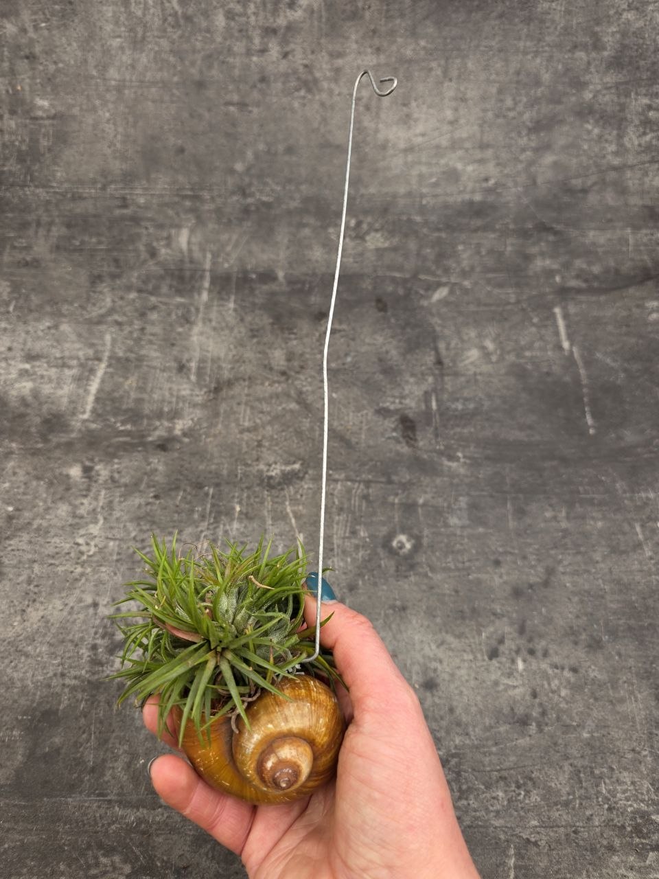 Tillandsia ve šněčí ulitě