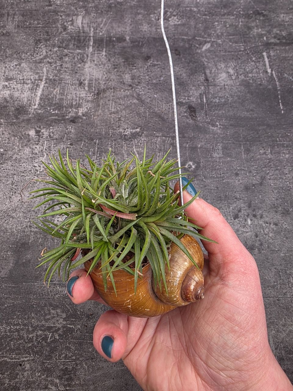 Tillandsia ve šněčí ulitě