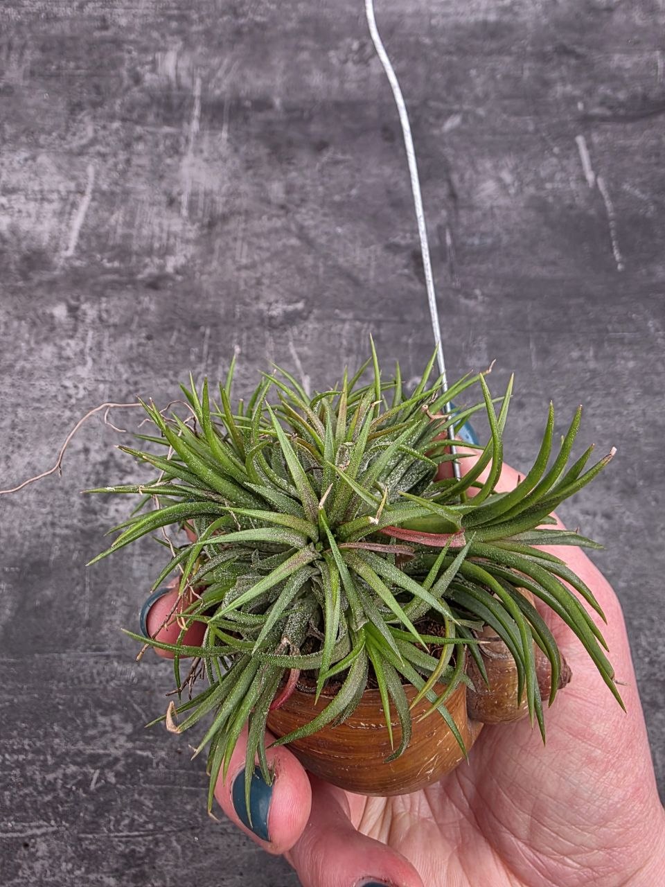 Tillandsia ve šněčí ulitě