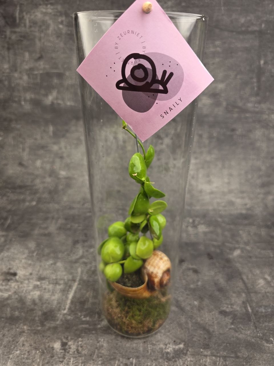 Dischidia Snaily ve skle