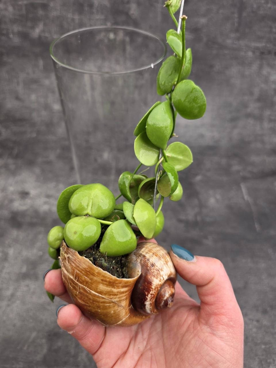 Dischidia Snaily ve skle