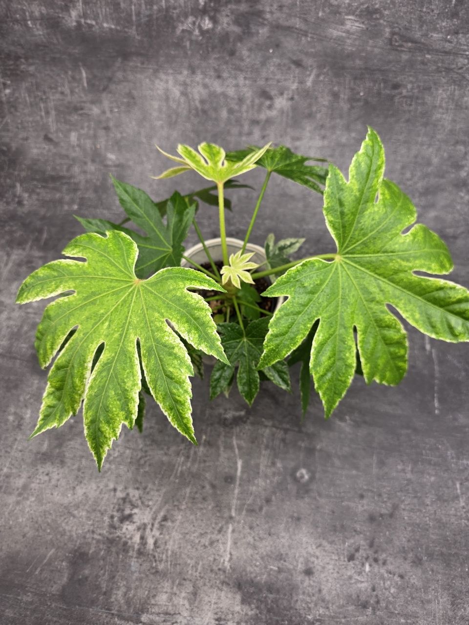 Fatsia SpiderWeb