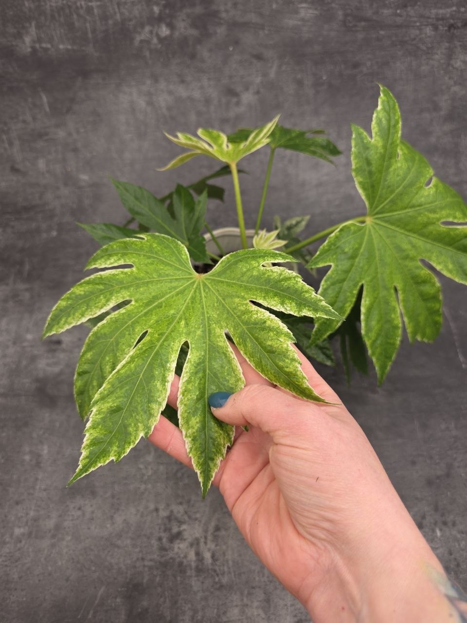 Fatsia SpiderWeb