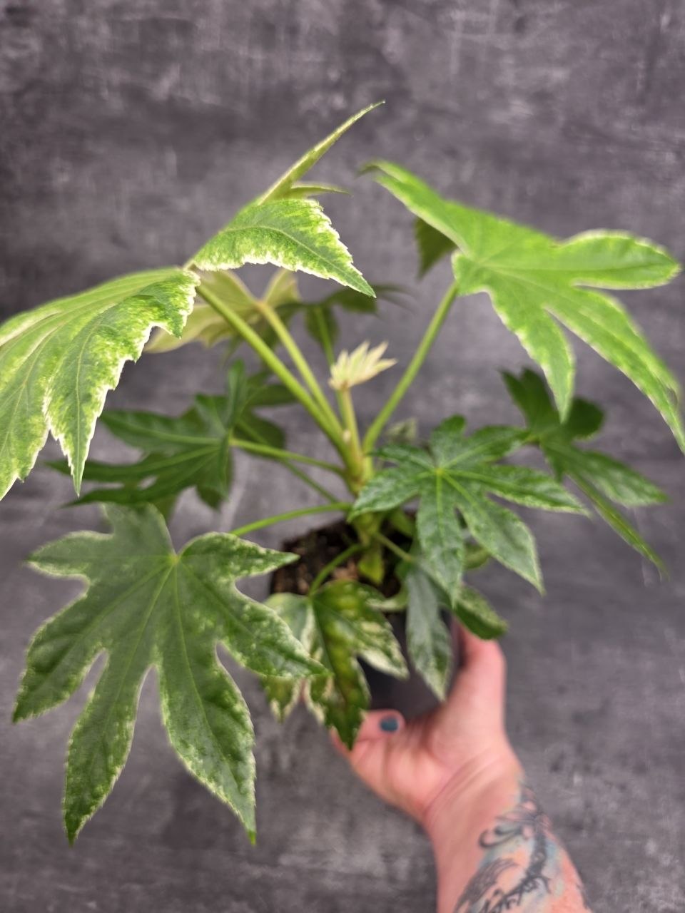 Fatsia SpiderWeb