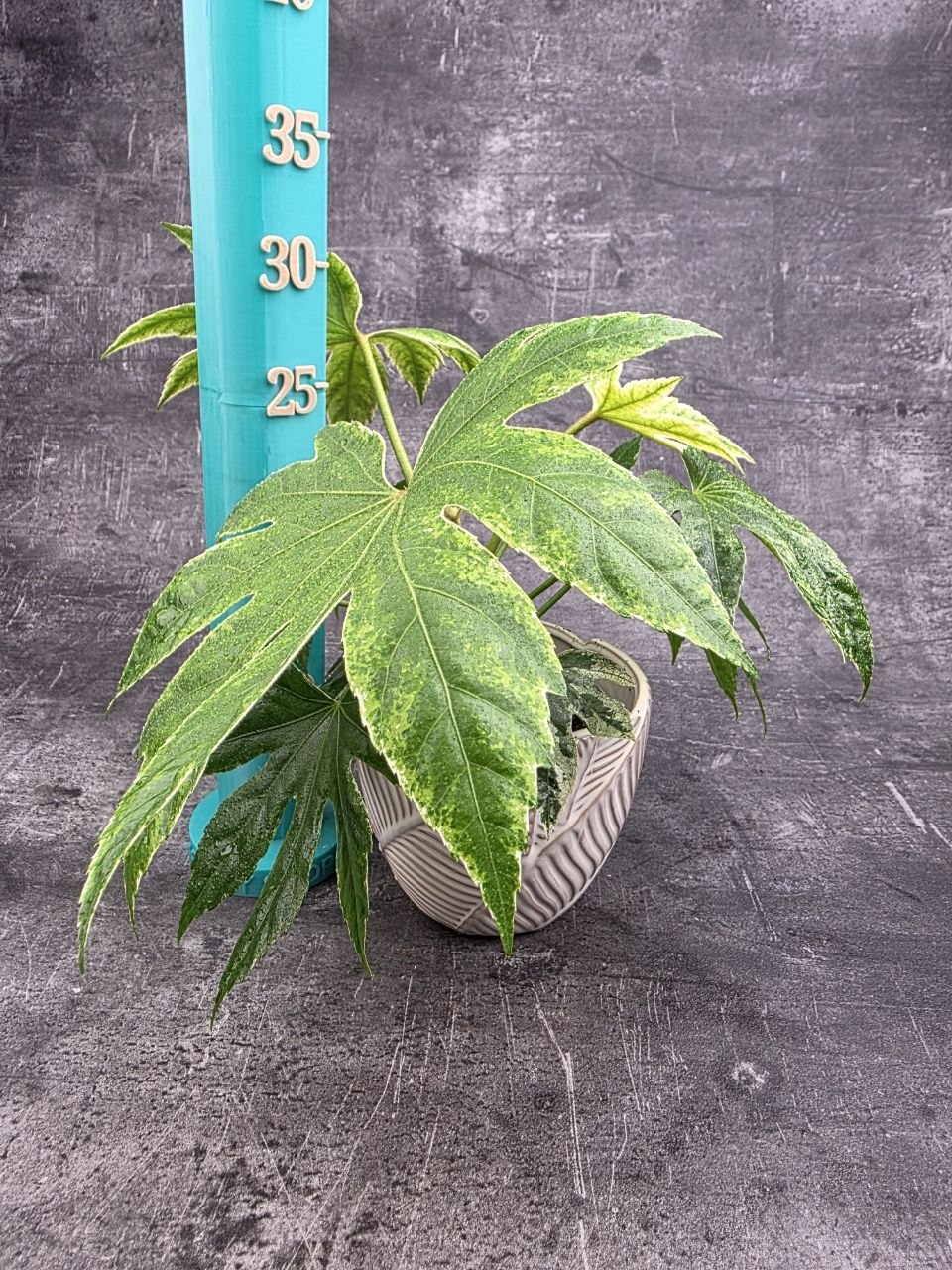 Fatsia SpiderWeb