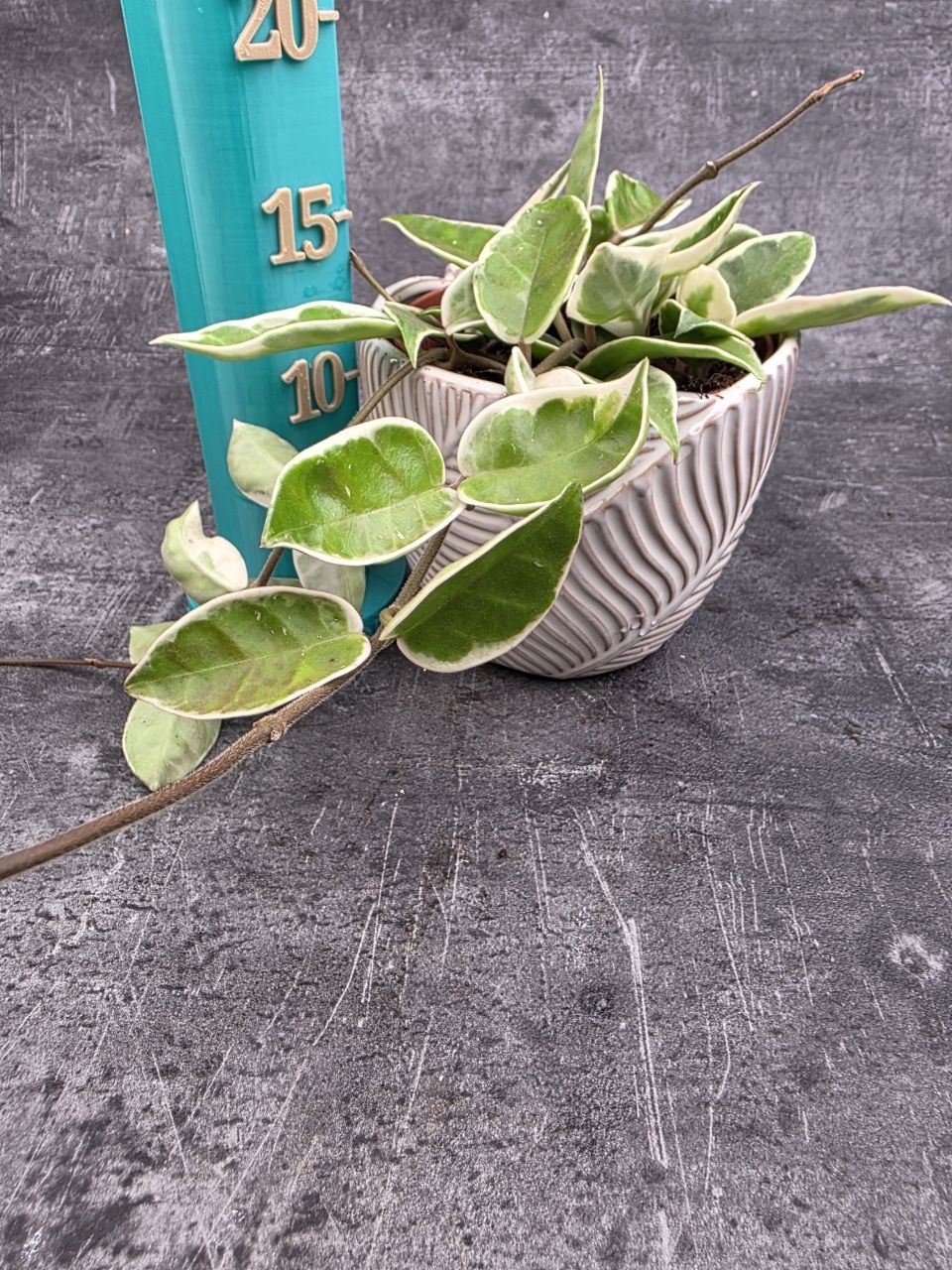 Hoya Carnosa Krimson Queen 12 cm