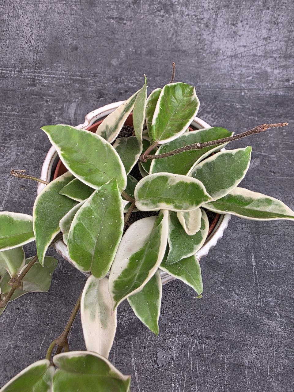 Hoya Carnosa Krimson Queen 12 cm